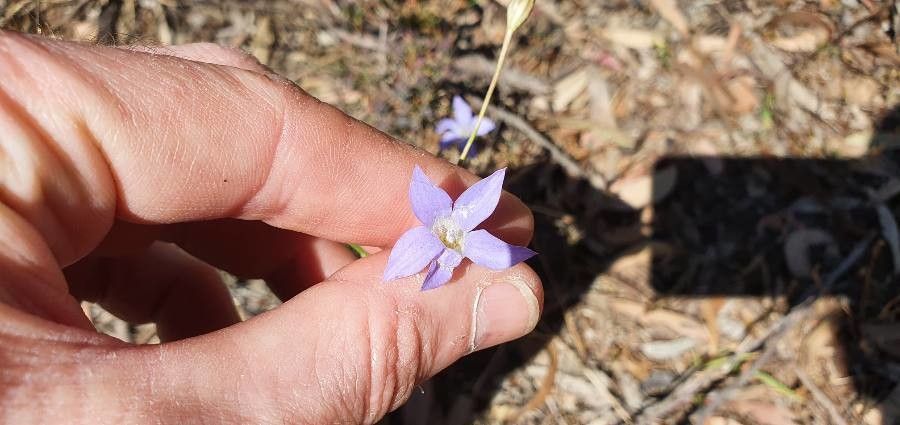 Wahlenbergia stricta flower