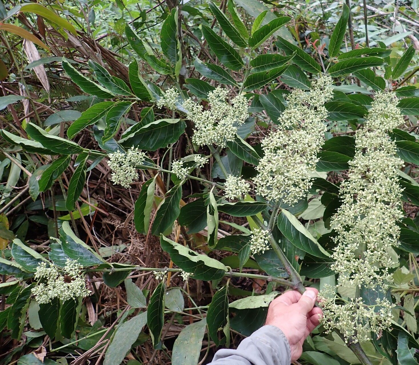 Psydrax subcordatus habit