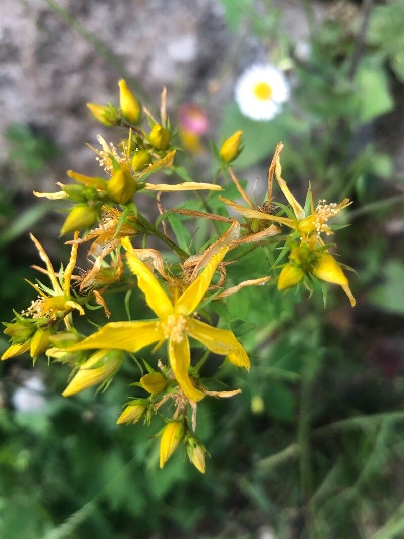 Hypericum perfoliatum flower