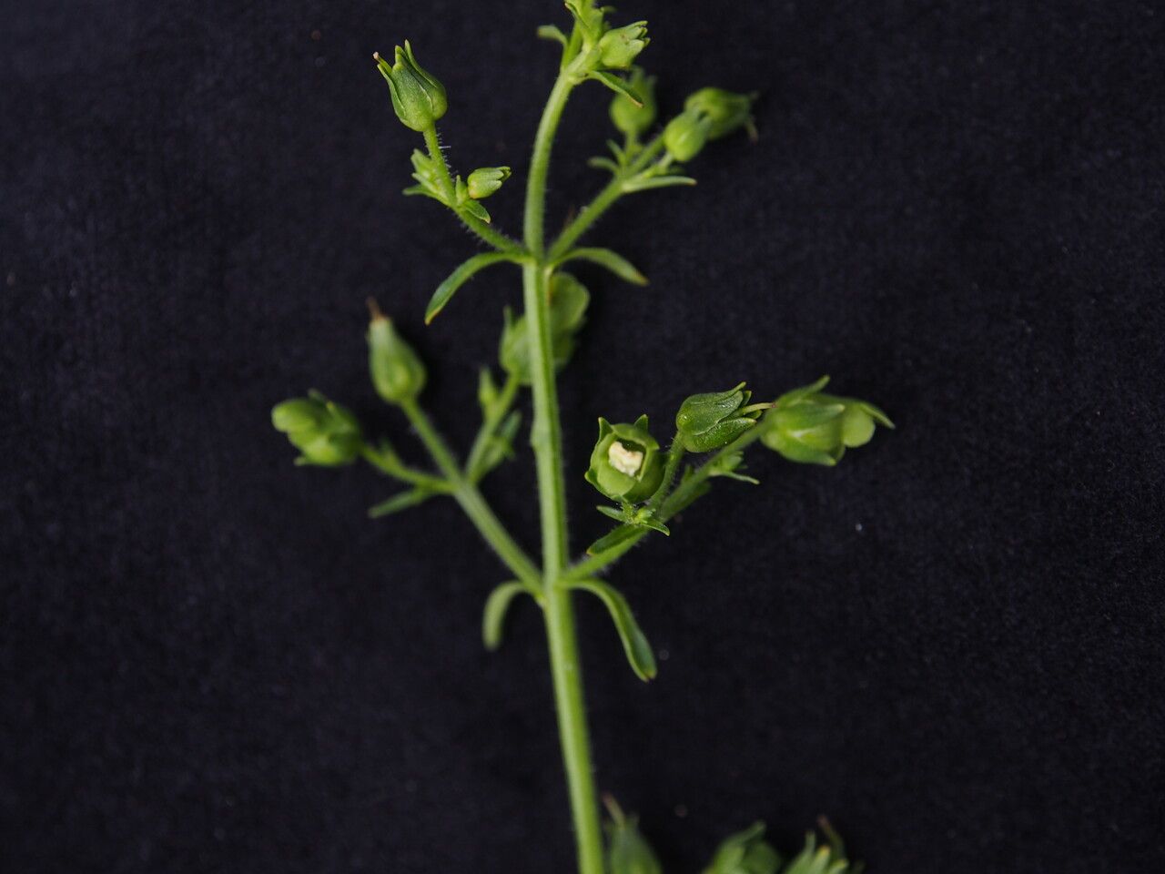 Scrophularia urticifolia habit