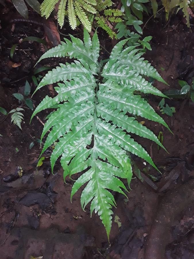 Bolbitis portoricensis — houseplant care guide