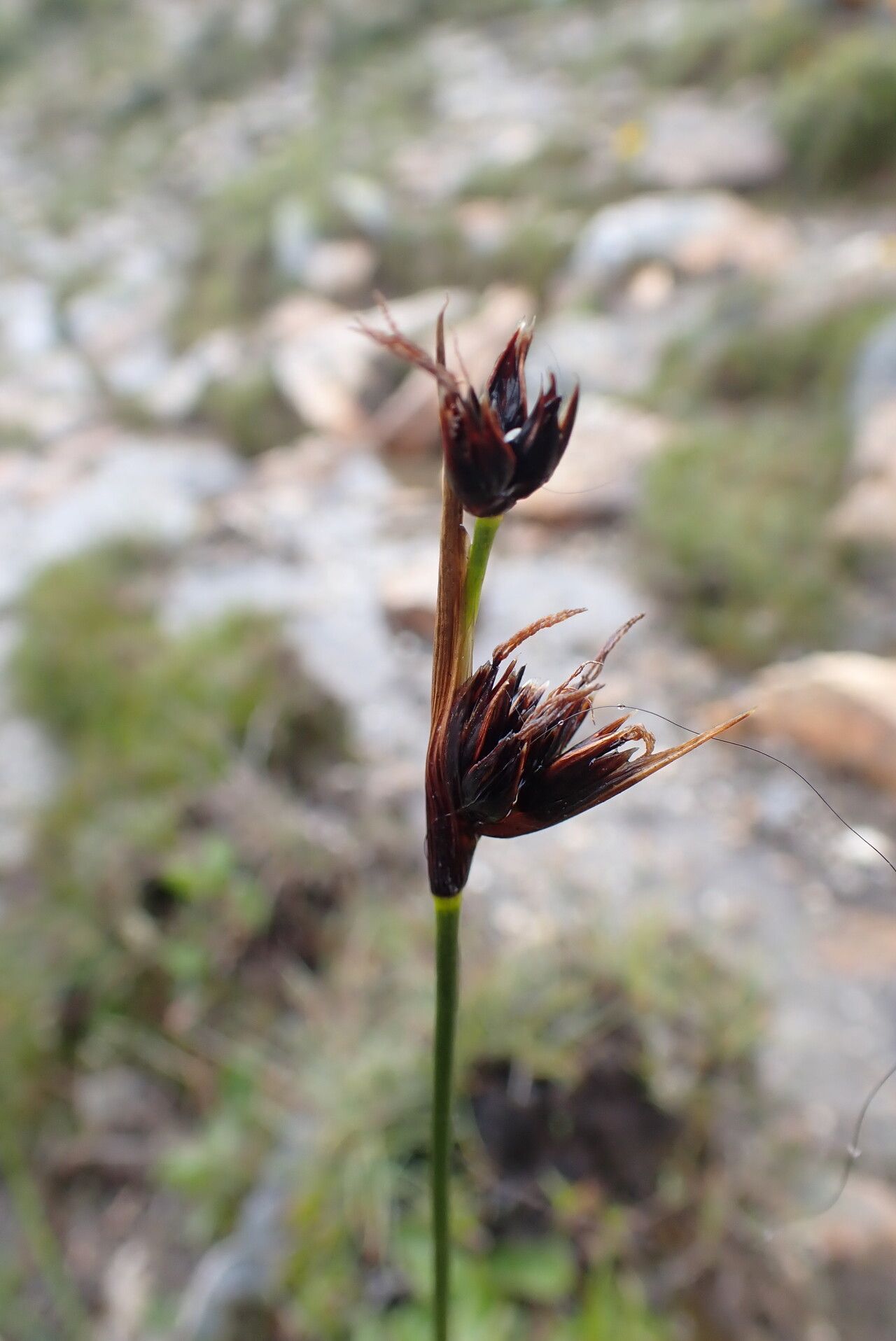 Juncus sikkimensis flower