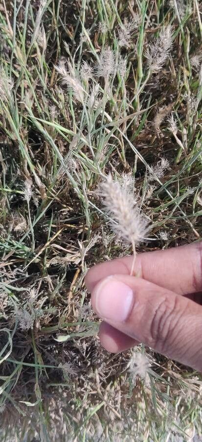 Pennisetum divisum flower