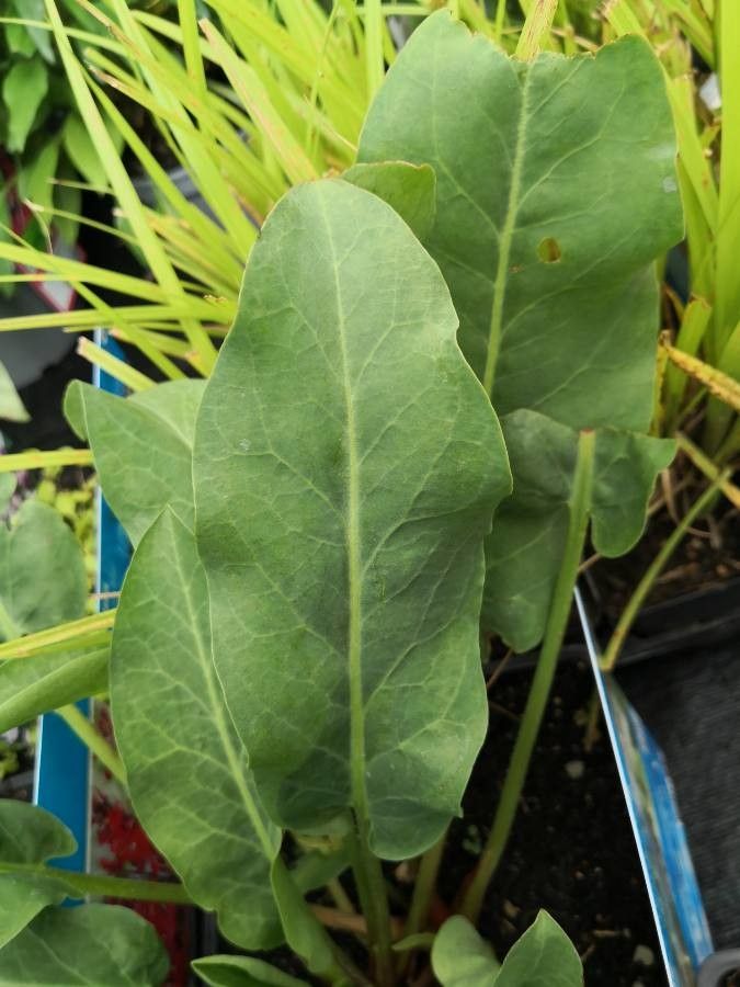 Anemopsis californica leaf
