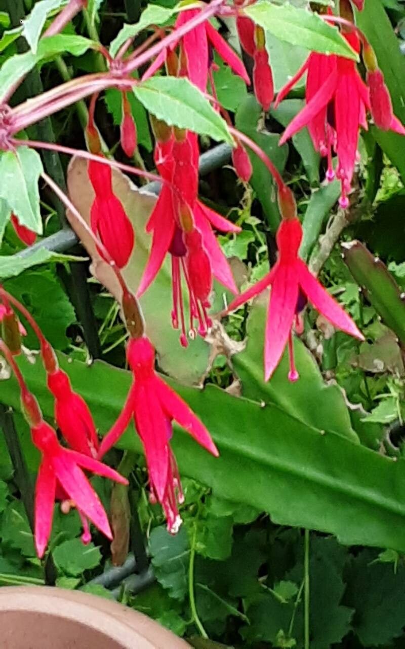 Fuchsia × exoniensis flower