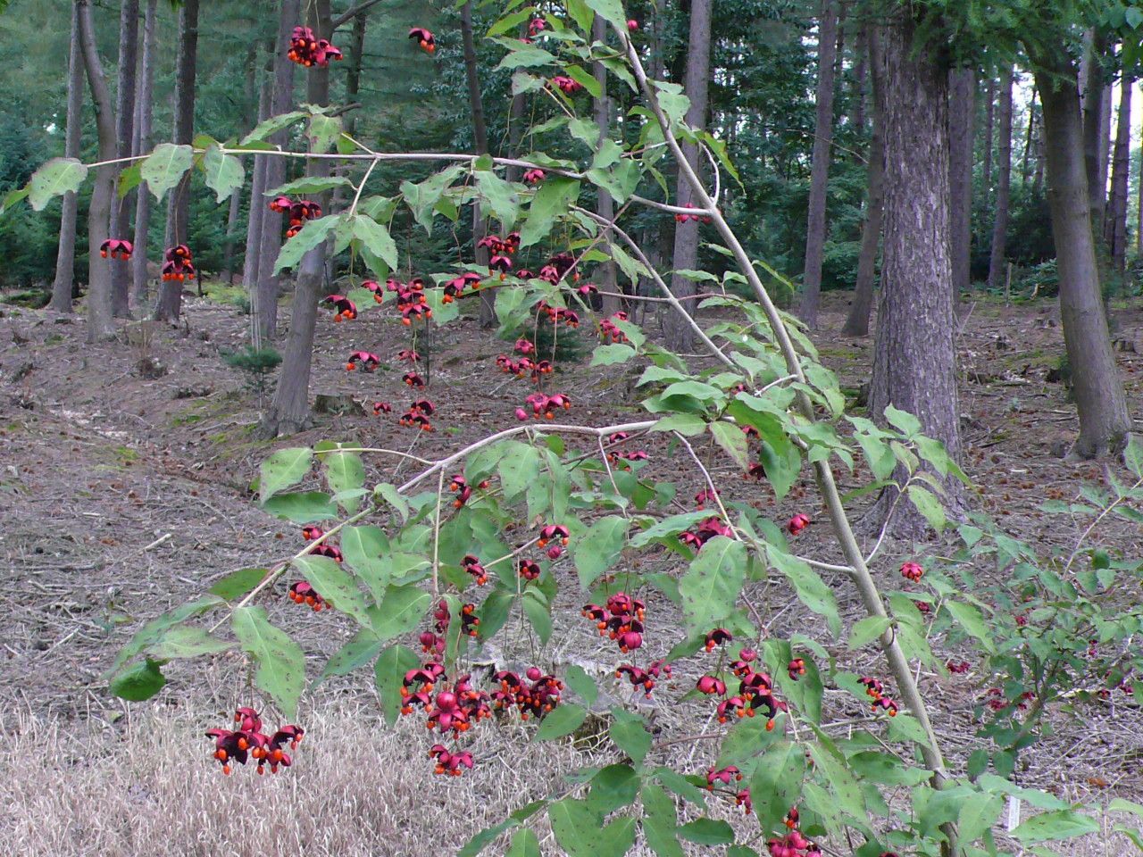 Euonymus oxyphyllus leaf