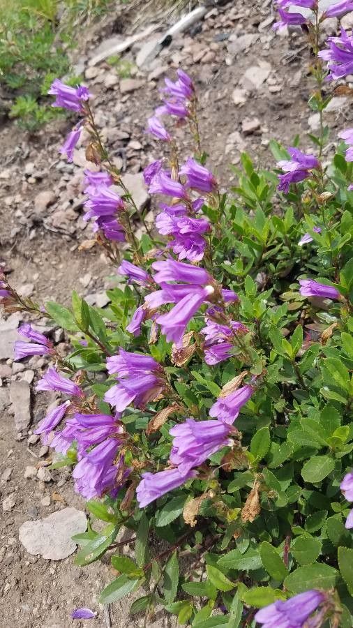 Penstemon cardwellii flower