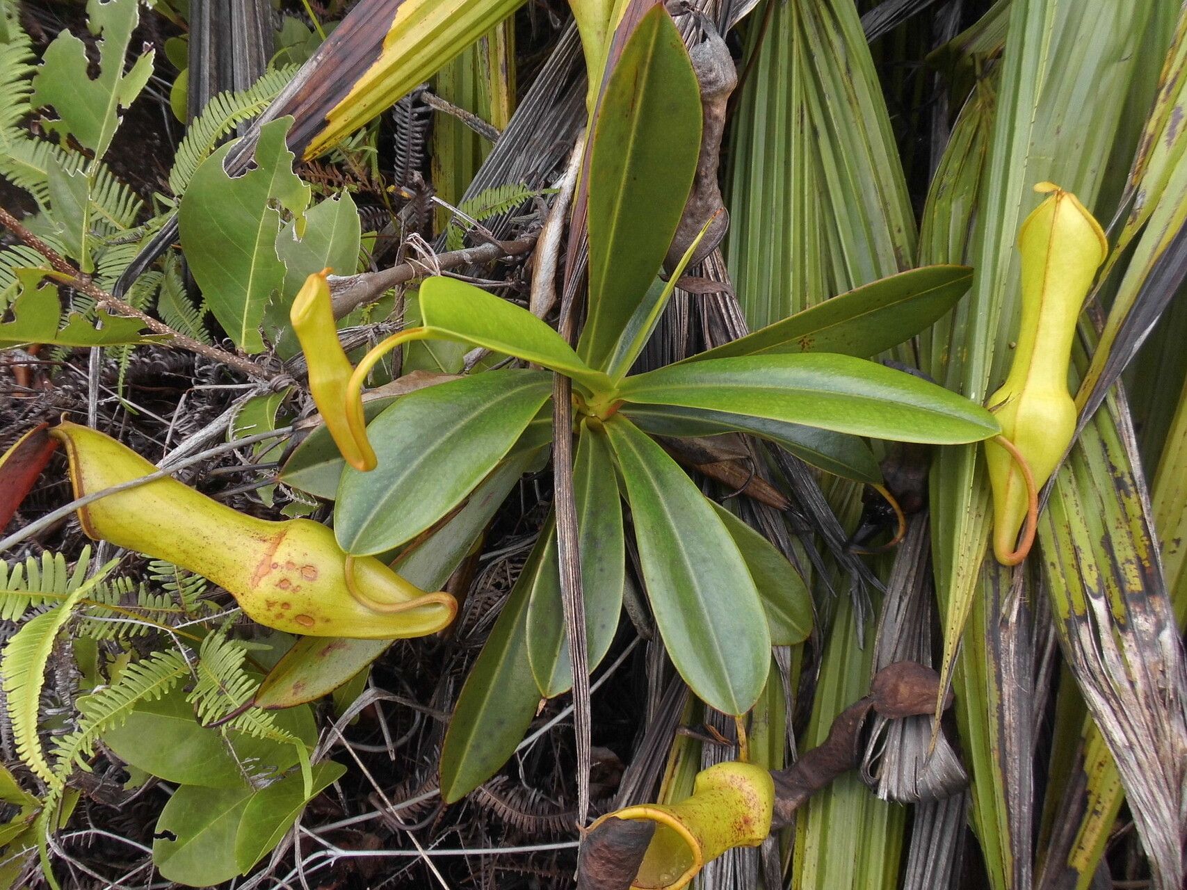 Nepenthes pervillei leaf