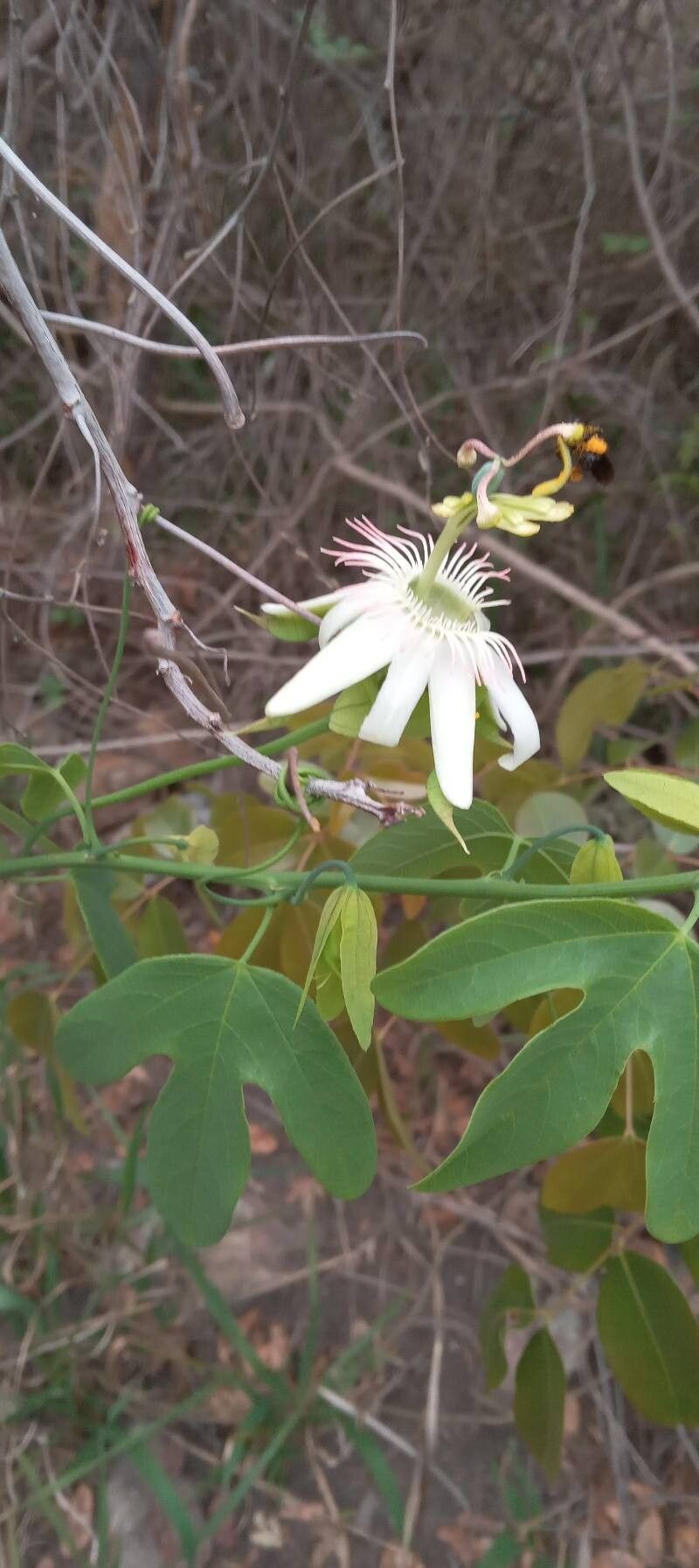 Passiflora setacea flower