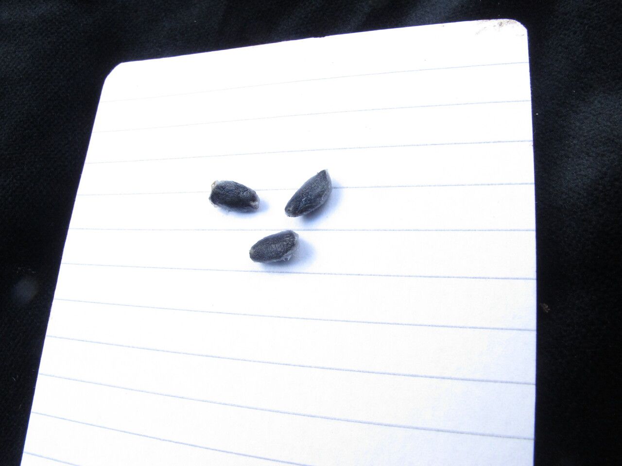 Triosteum himalayanum fruit