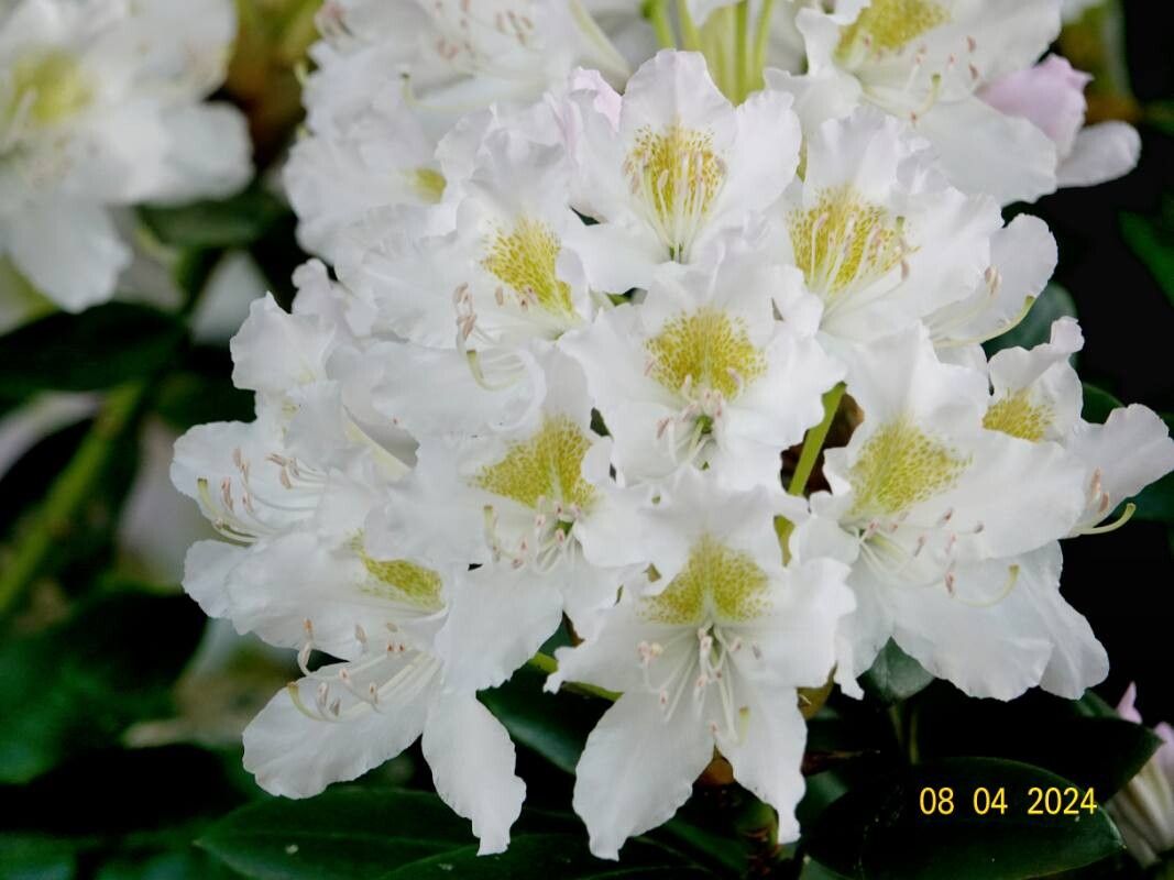 Rhododendron brachycarpum flower