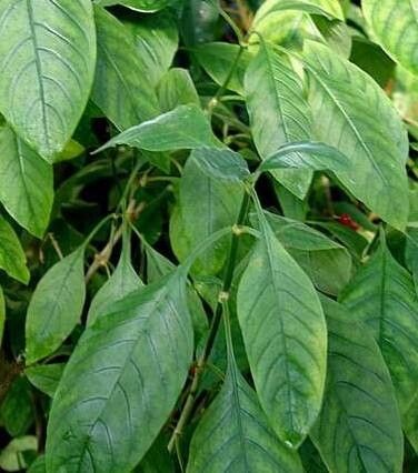 Psychotria nigra — houseplant care guide