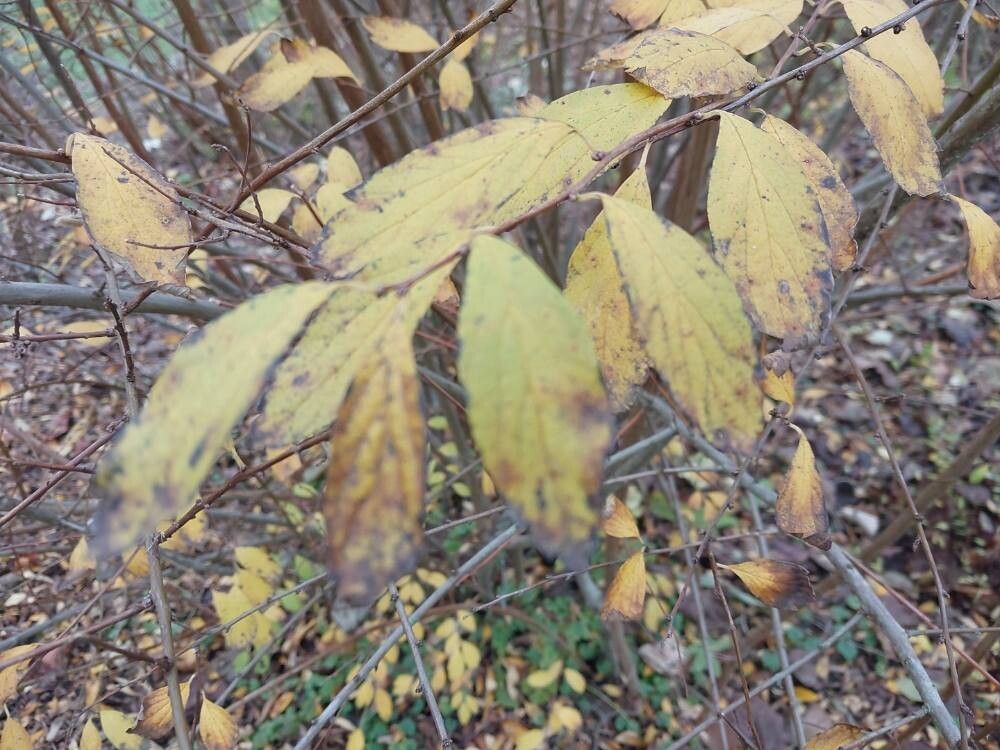 Spiraea veitchii — search result for 'Spiraea'