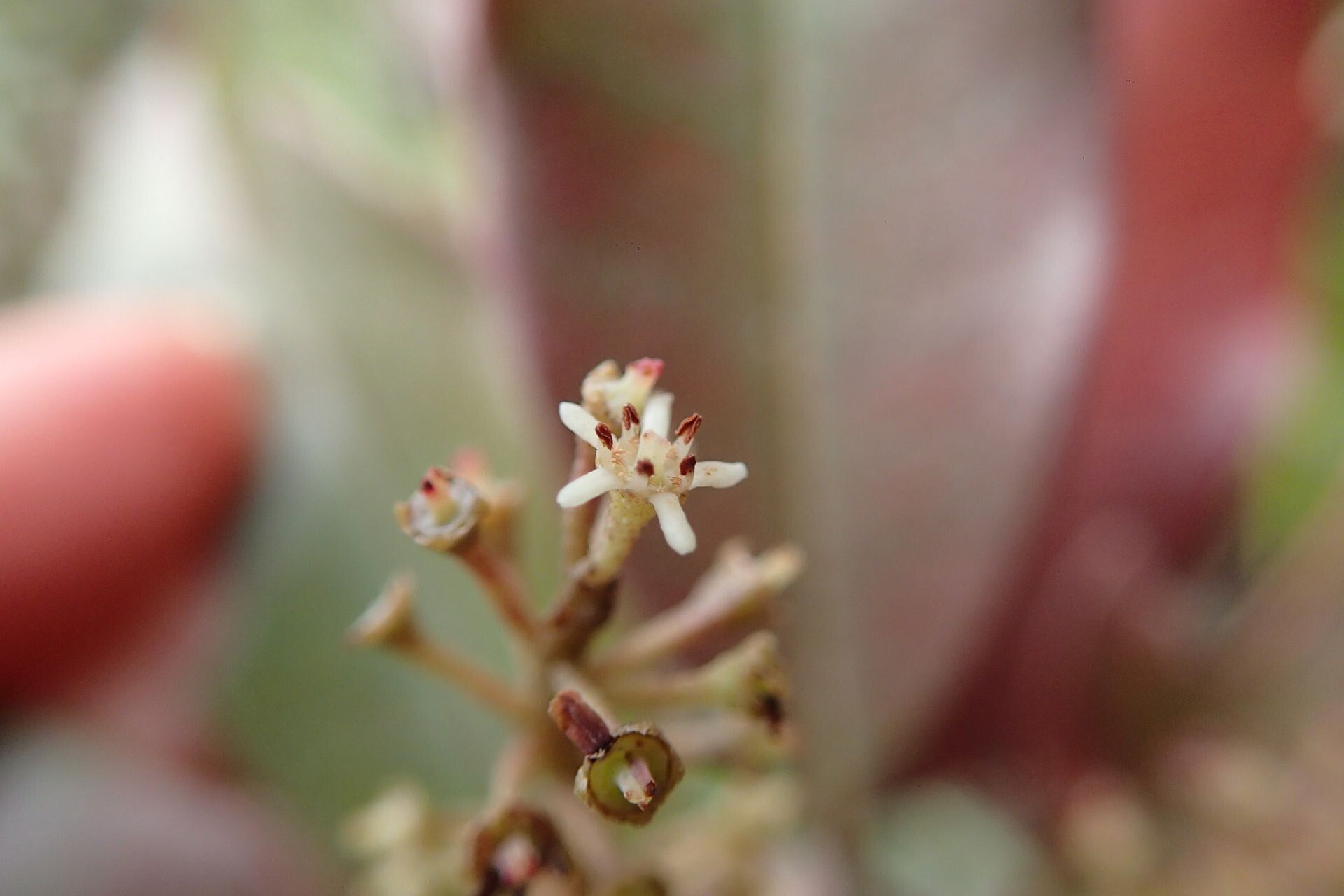 Quintinia media flower