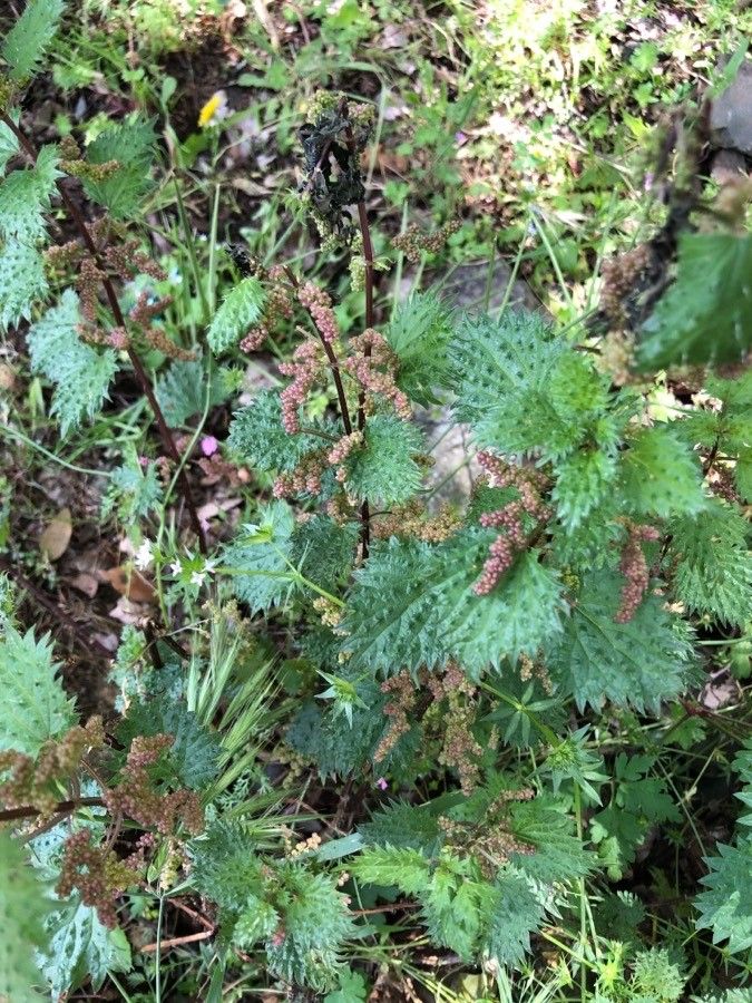 Urtica atrovirens habit