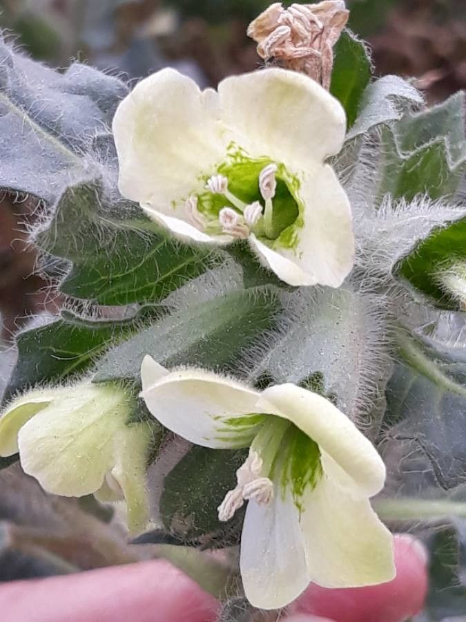 Hyoscyamus albus flower