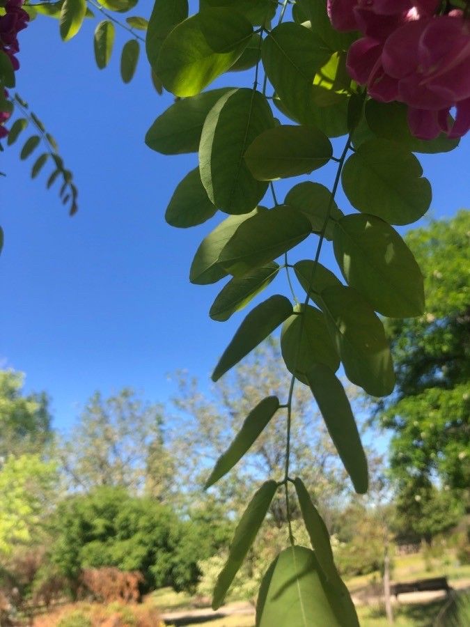 Robinia margarettae leaf