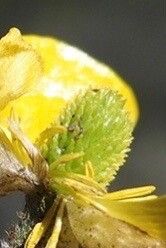 Ranunculus monspeliacus fruit