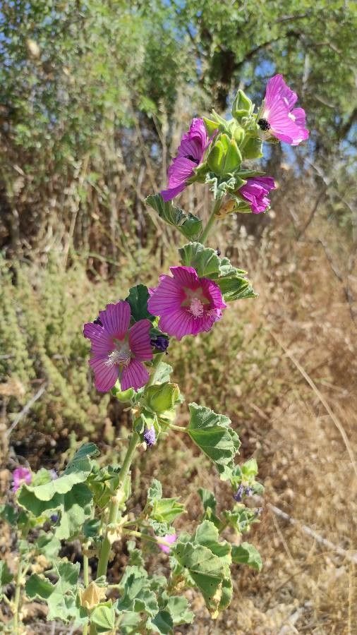 Lavatera triloba flower