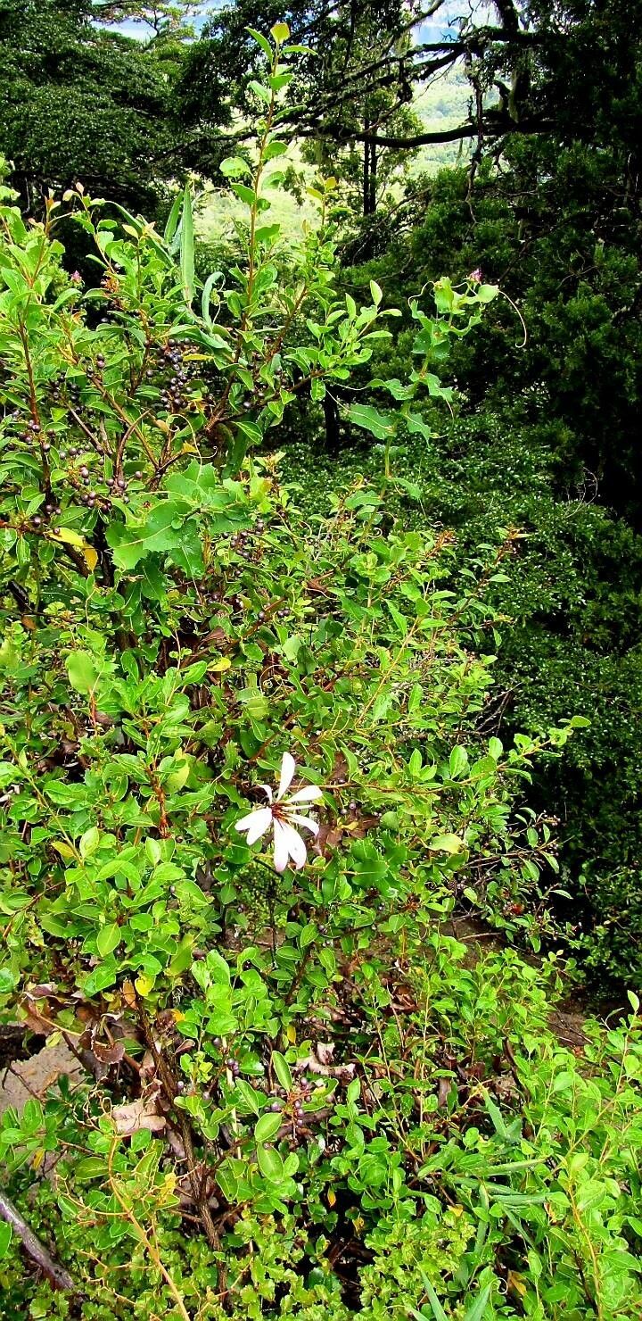 Mutisia spinosa flower