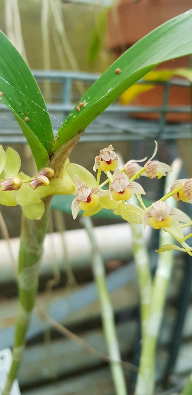 Pinalia amica flower