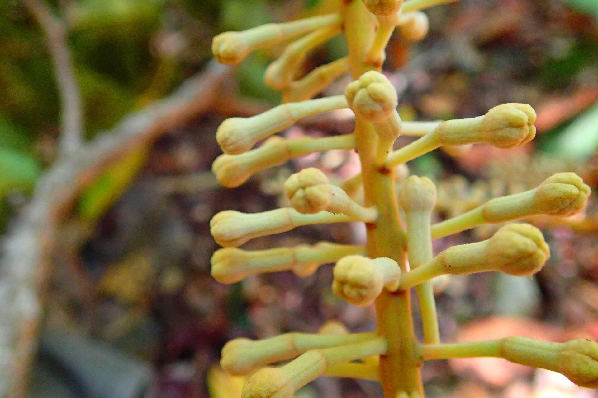 Kermadecia elliptica flower