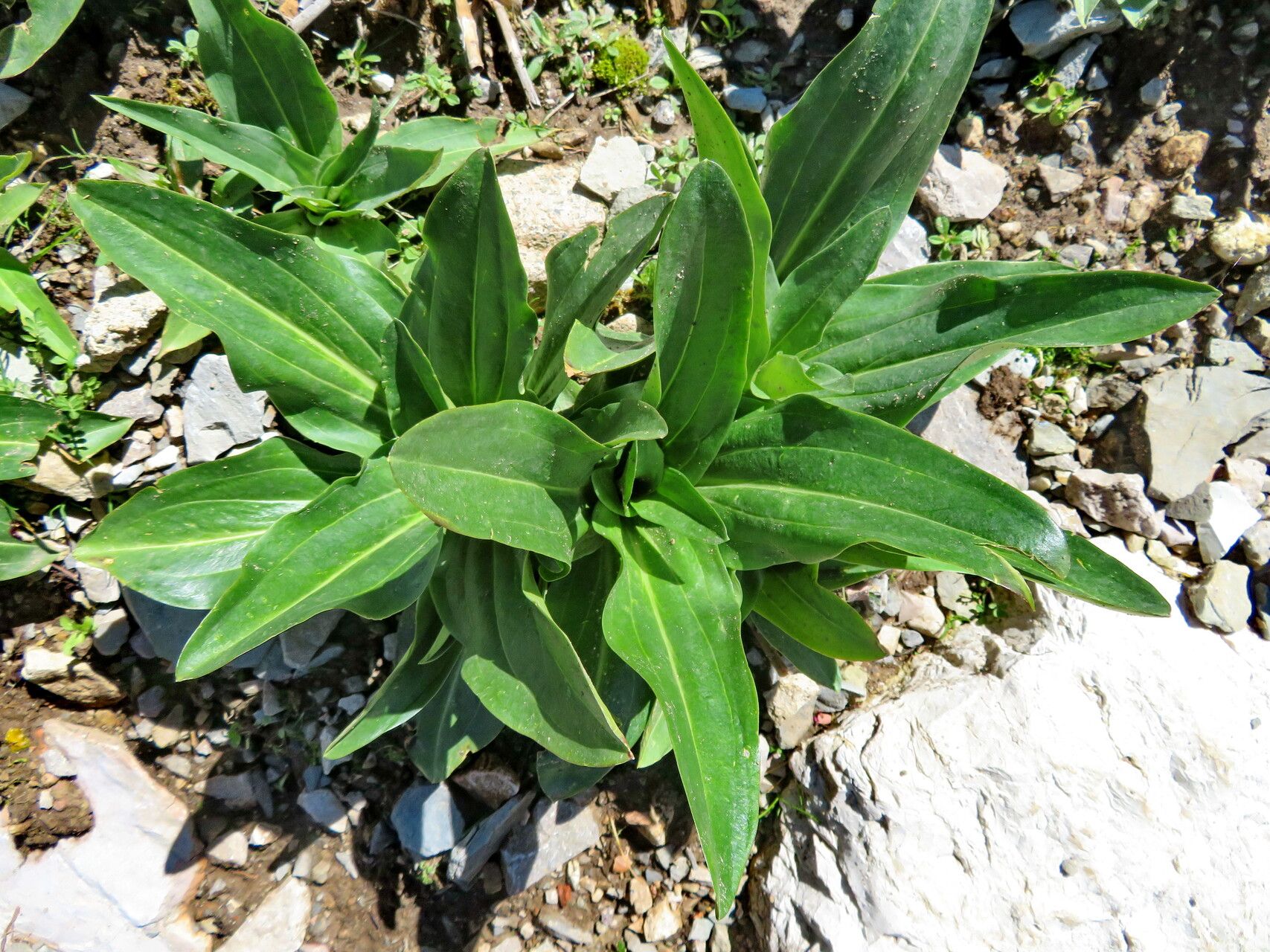 Gentiana tibetica leaf