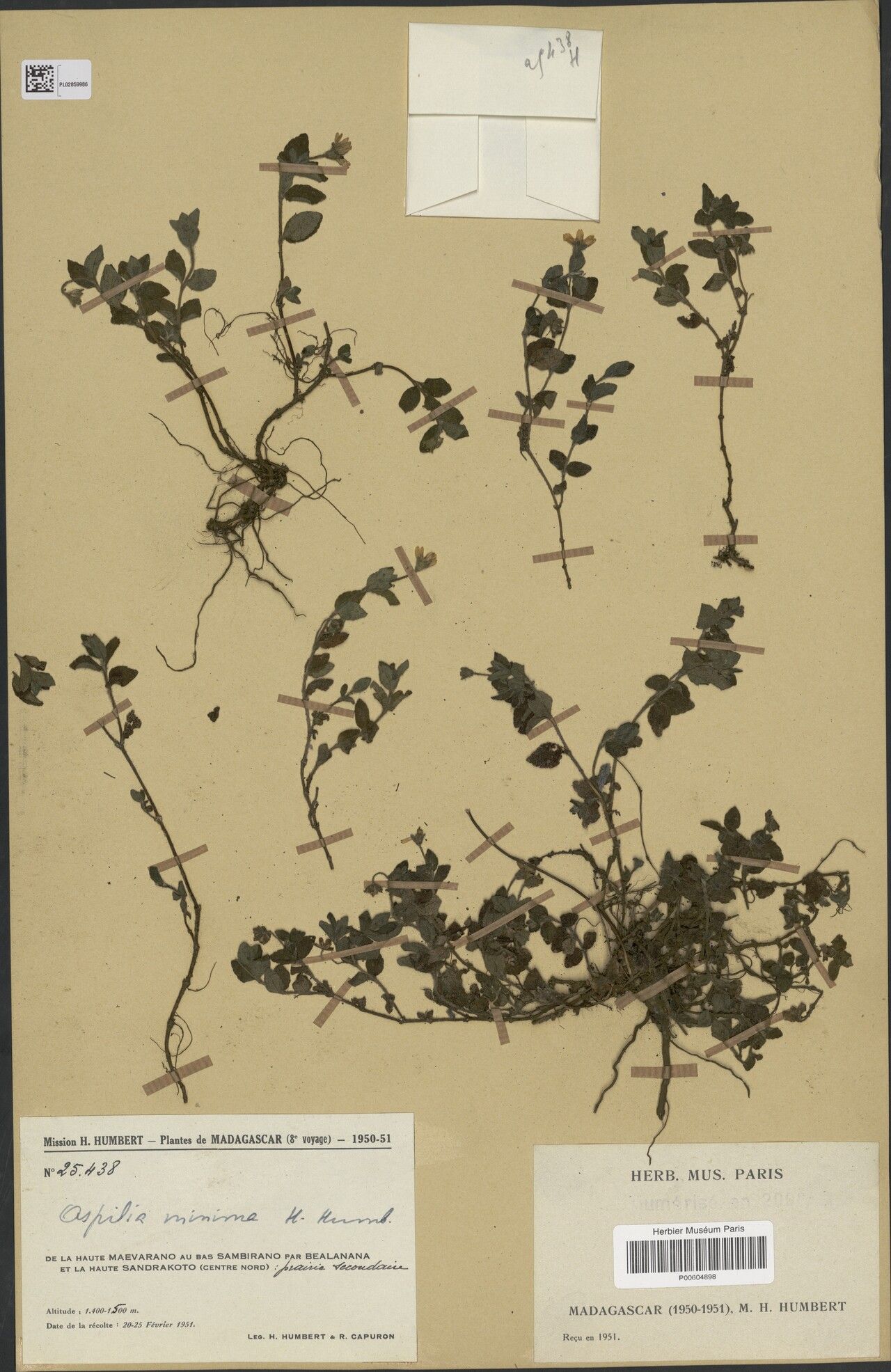 Aspilia minima — search result for 'Aspilia'