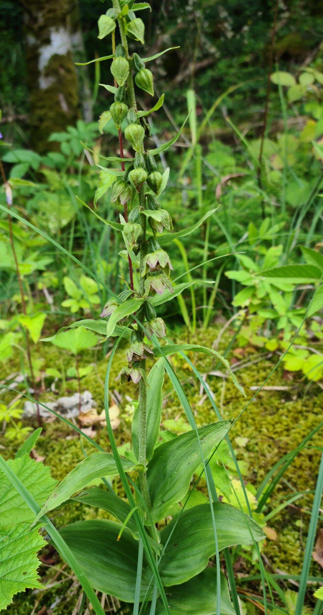 Epipactis × stephensonii habit
