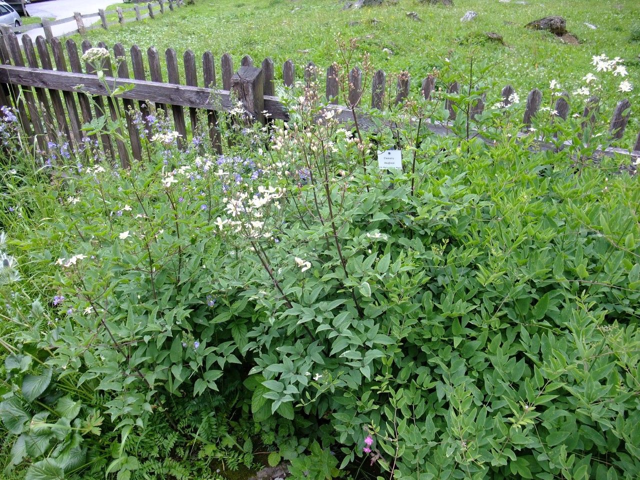 Clematis hirsutissima habit