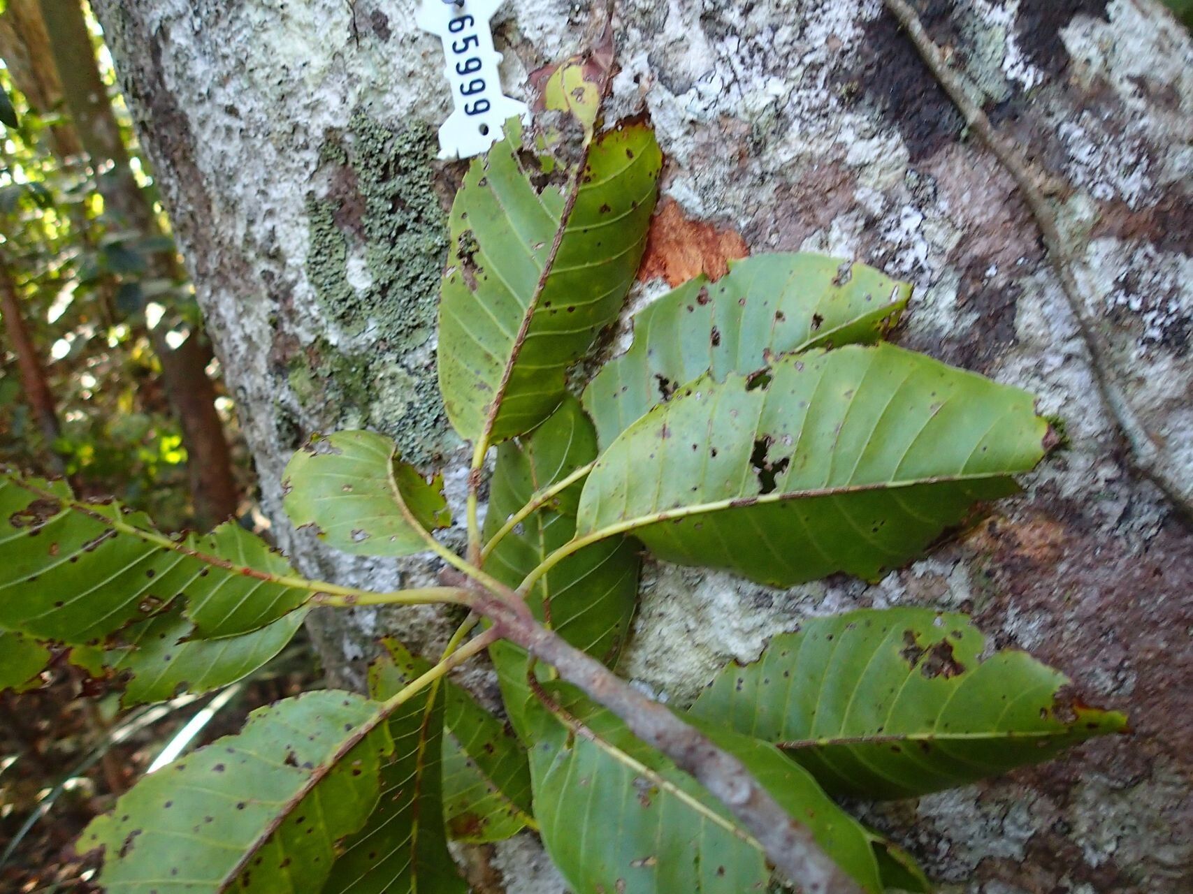 Planchonella sphaerocarpa — houseplant care guide