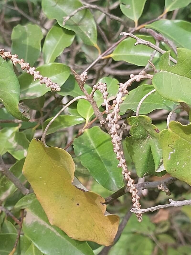 Croton catatii flower