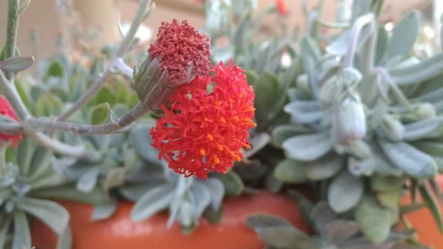 Kleinia fulgens flower