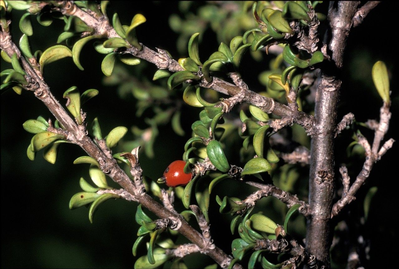 Coprosma pseudocuneata — houseplant care guide