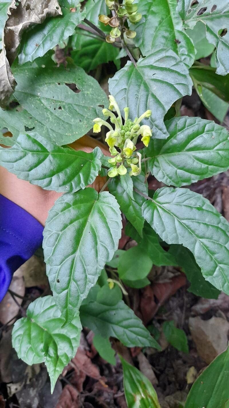 Scutellaria orichalcea — houseplant care guide