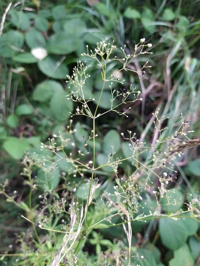 Galium sylvaticum fruit