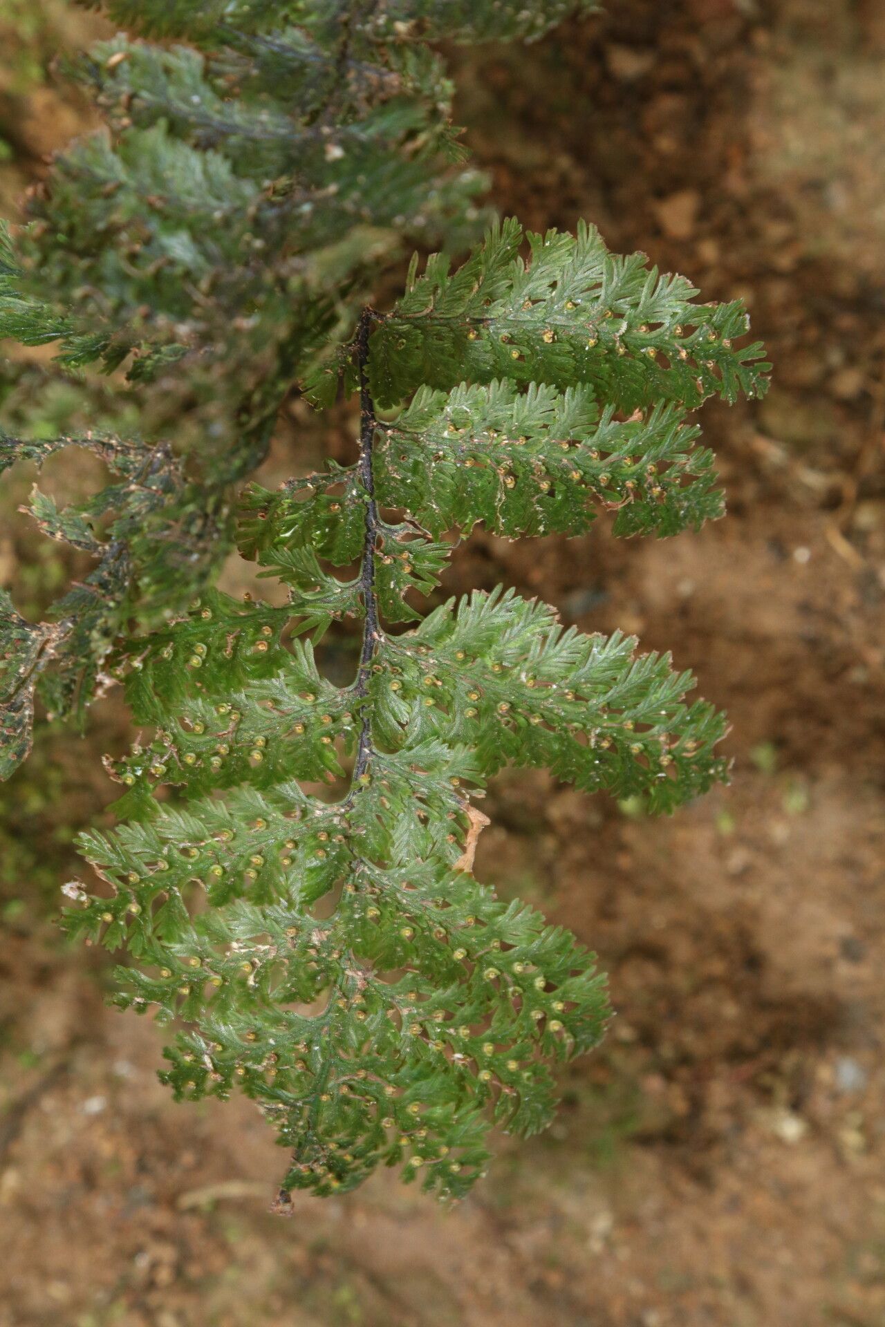 Trichomanes rigidum — houseplant care guide