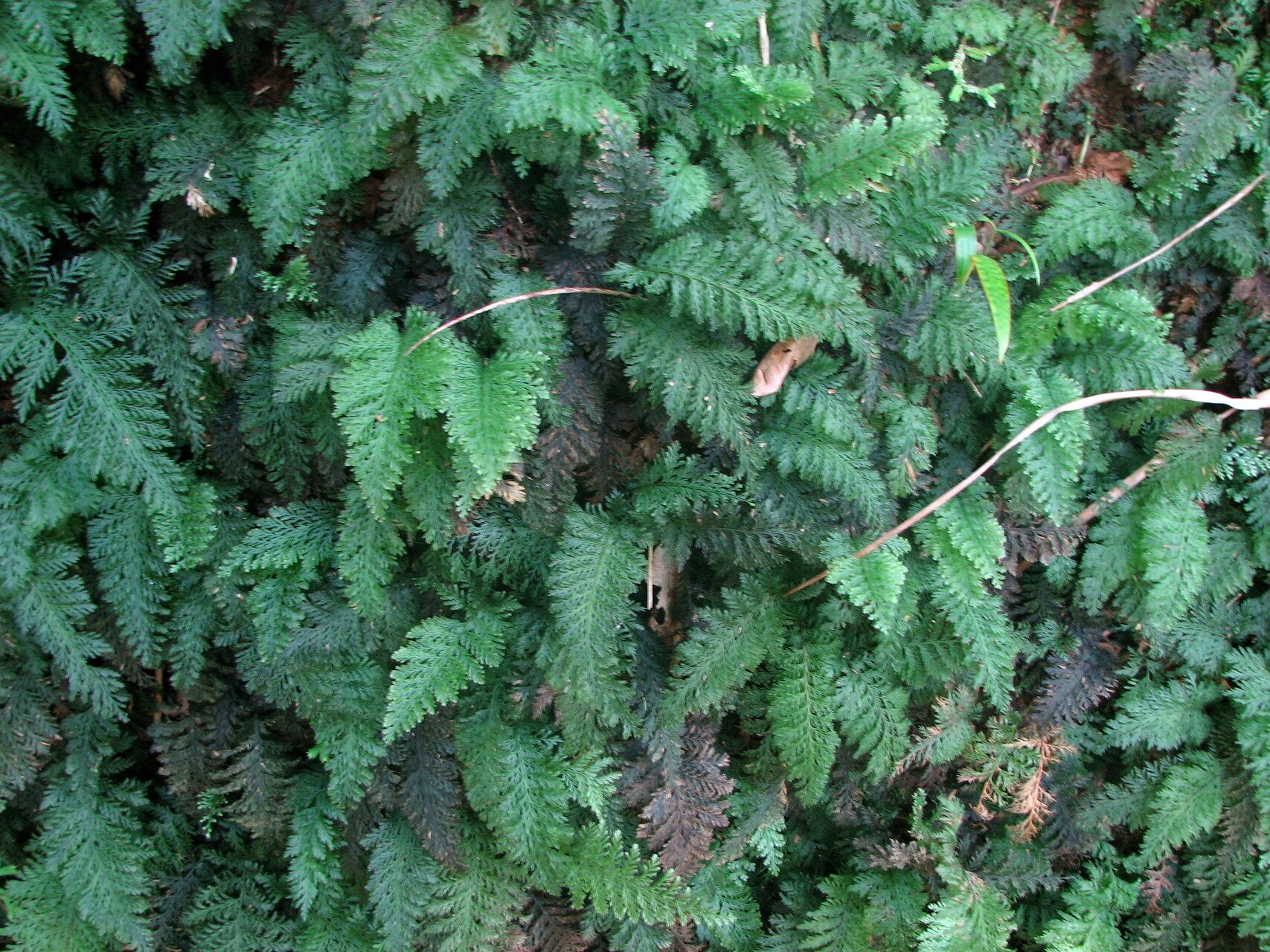 Trichomanes cupressoides — houseplant care guide