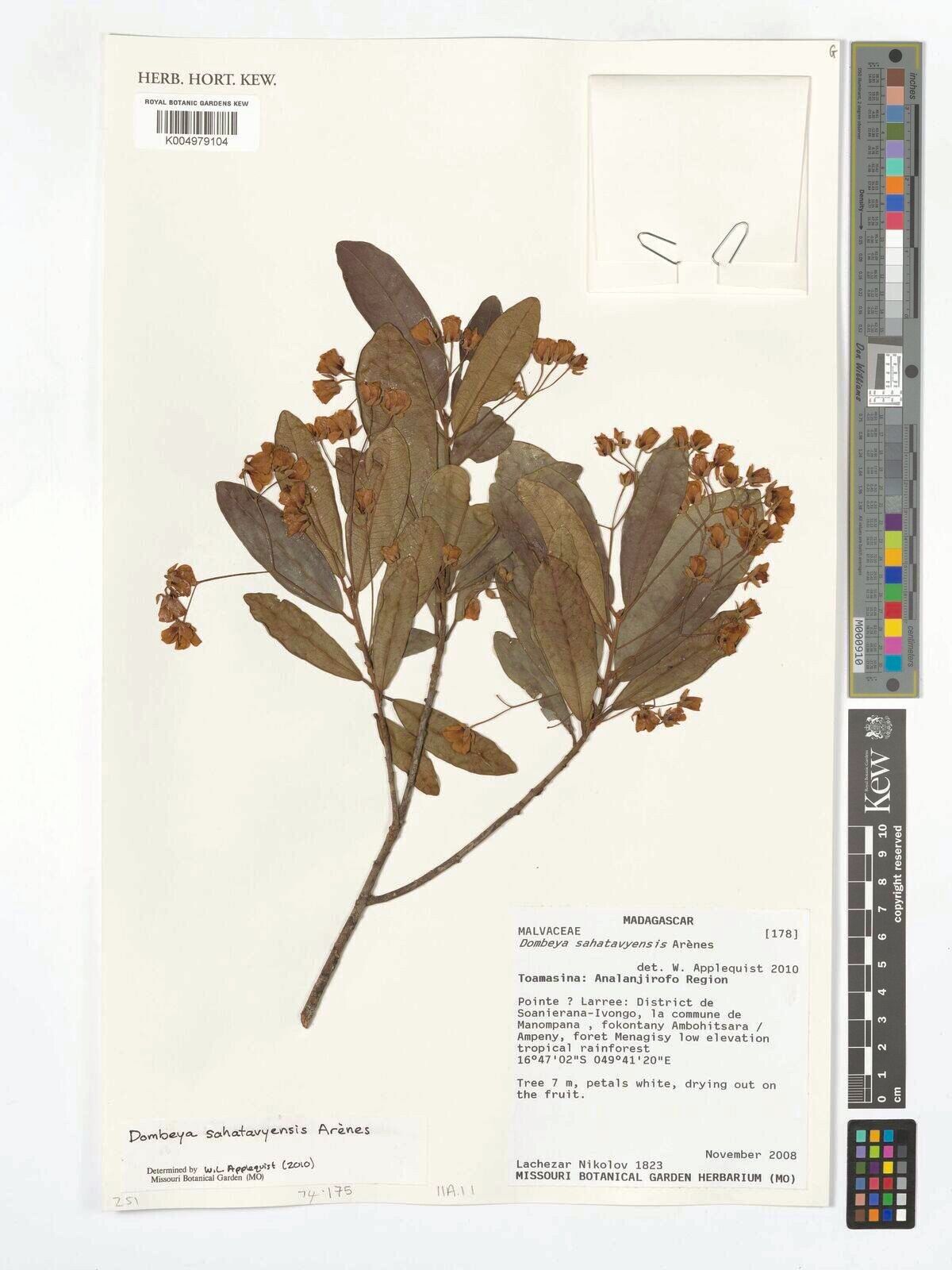 Dombeya sahatavyensis — houseplant care guide