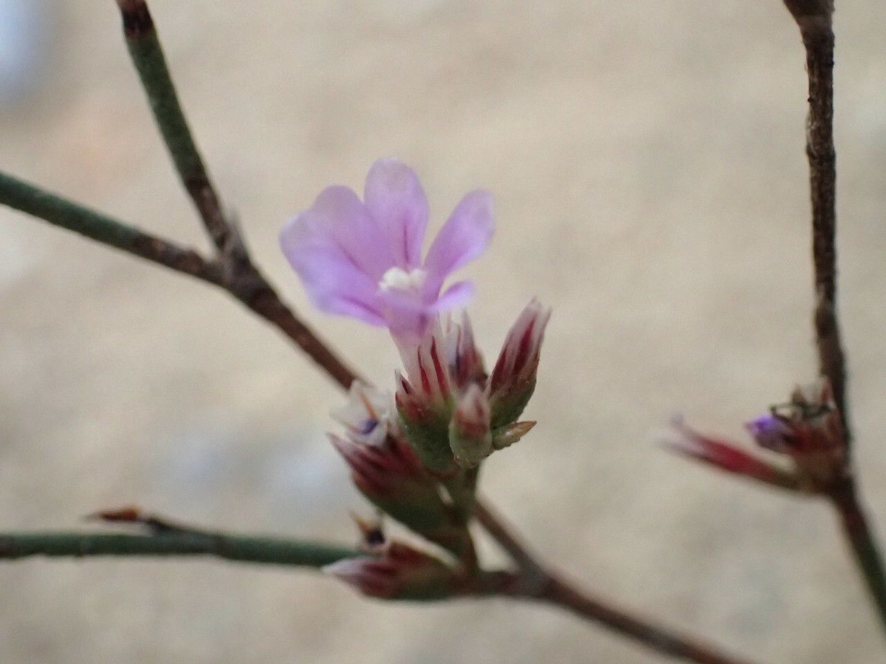 Limonium companyonis flower