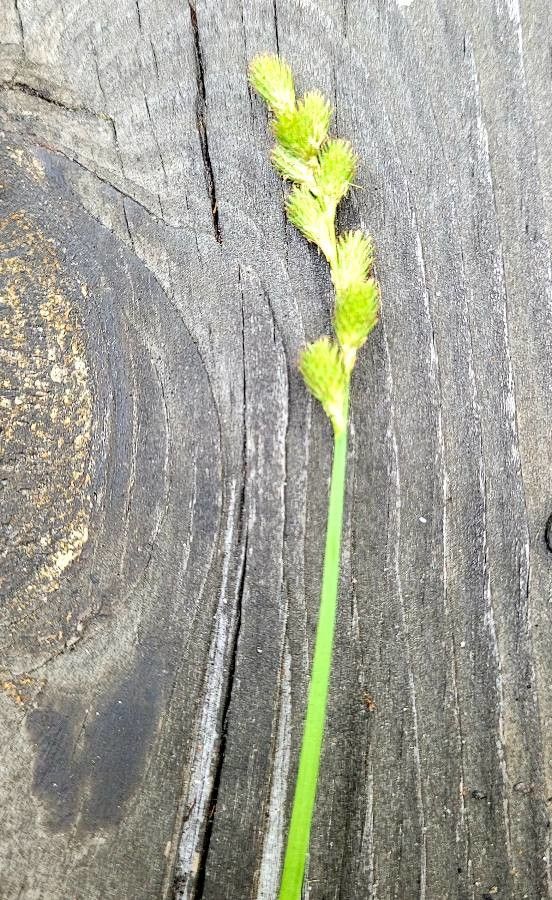 Carex tribuloides fruit