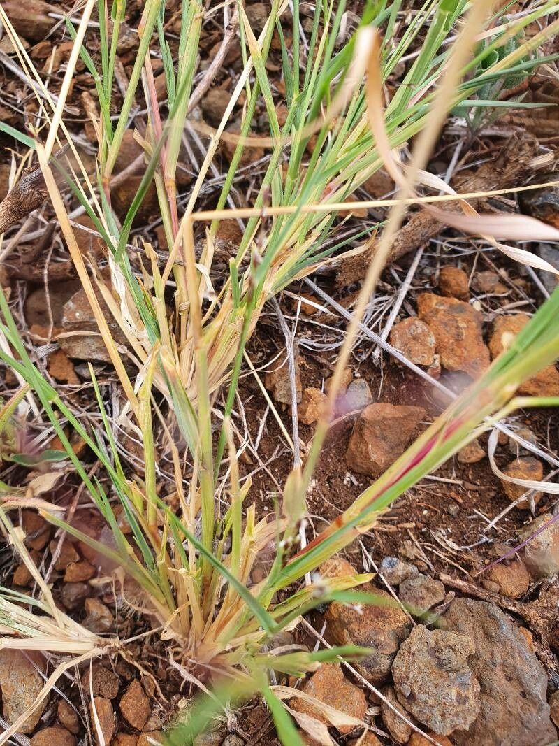 Sporobolus discosporus — search result for 'Sporobolus'