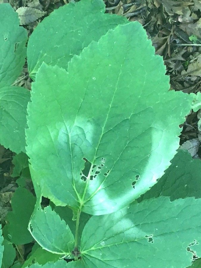 Clematis heracleifolia — search result for 'Heracleum'