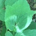 Clematis heracleifolia