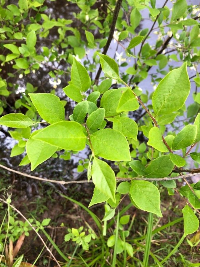Styrax americanus leaf