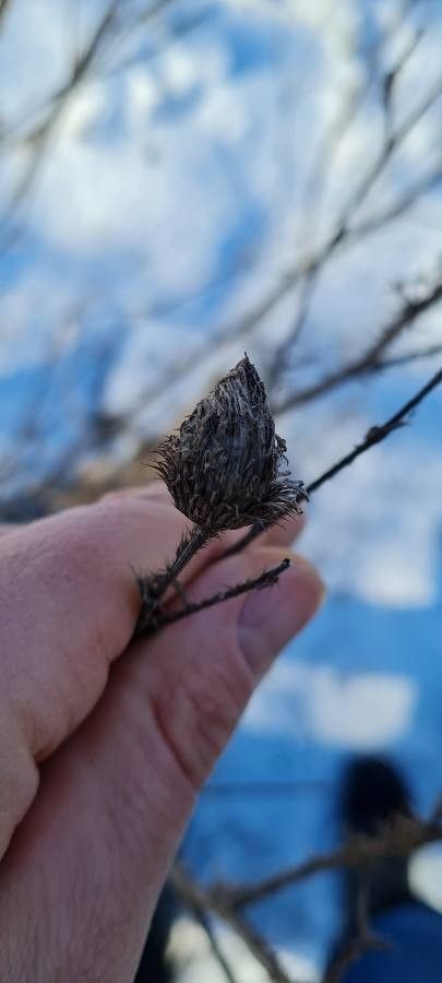 Ptilostemon chamaepeuce fruit