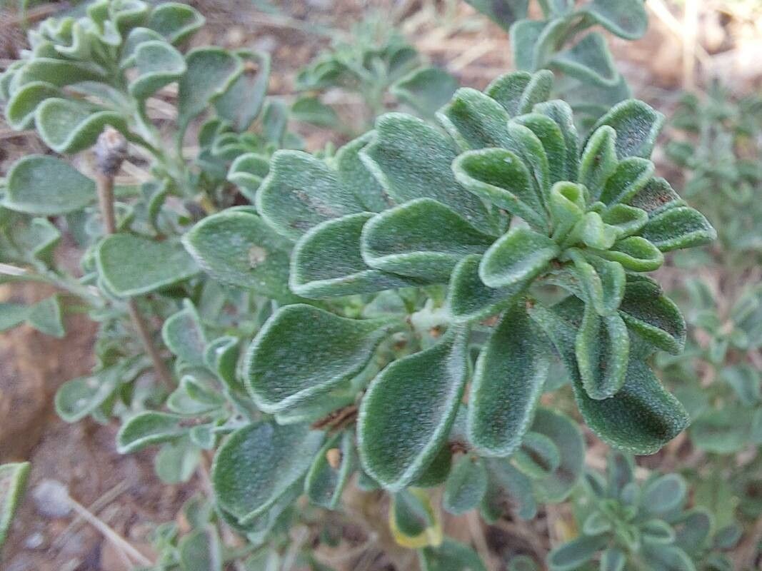 Odontarrhena corsica leaf