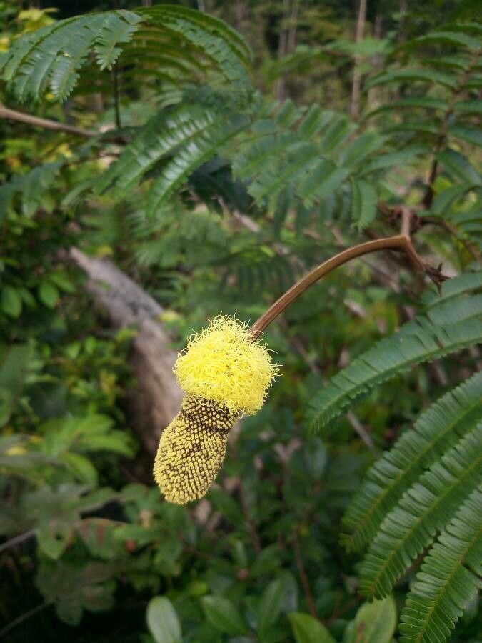 Parkia nitida flower