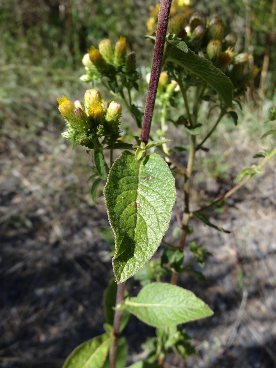 Inula conyzae flower