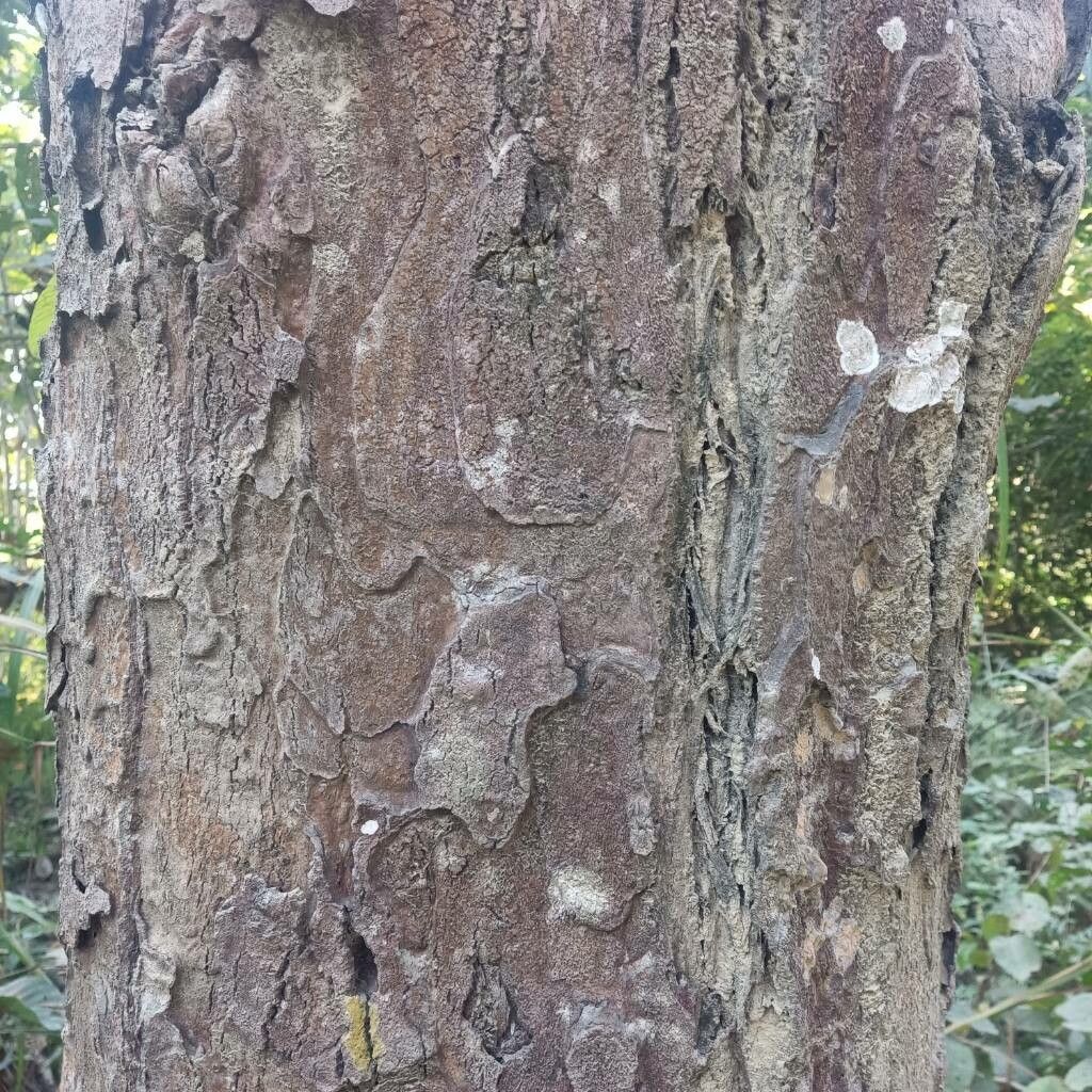 Shorea robusta — houseplant care guide